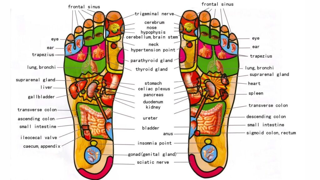 Read more on How Long Is A Reflexology Course?